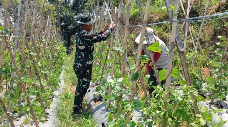 Peduli Petani, Satgas TMMD 130 Bantu Rawat Tanaman Sayuran Milik Warga Cupunagara